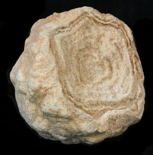 Flower-Like Sandstone Concretion - Pseudo Stromatolite #34212